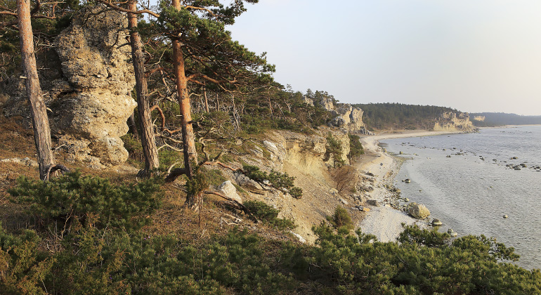 En brant kustremsa i skymningen. Till vänster syns barrskog och till höger skymtar havet.