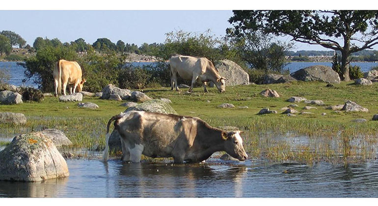 Kor vid vatten