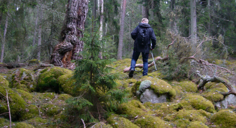 Man ser ryggtavlan av en man som går i kuperad, mossbelupen terräng bland gamla trädstammar. Björkö naturreservat. Foto: Länsstyrelsen