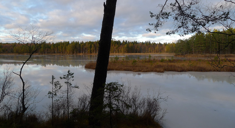 Bårsjön ligger höststilla och blank. Delar av sjön täcks av flytbladsvegetation och gungfly. Omgivande skog speglar sig i sjöns yta. Foto: Länsstyrelsen