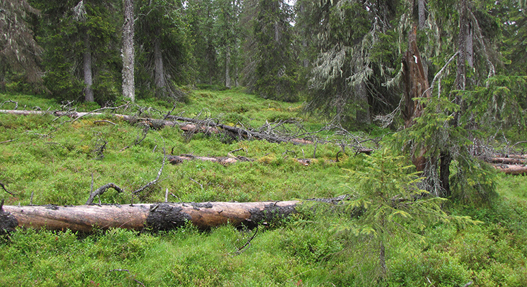 Gammelskog med liggande döda träd och hänglavar på granarna