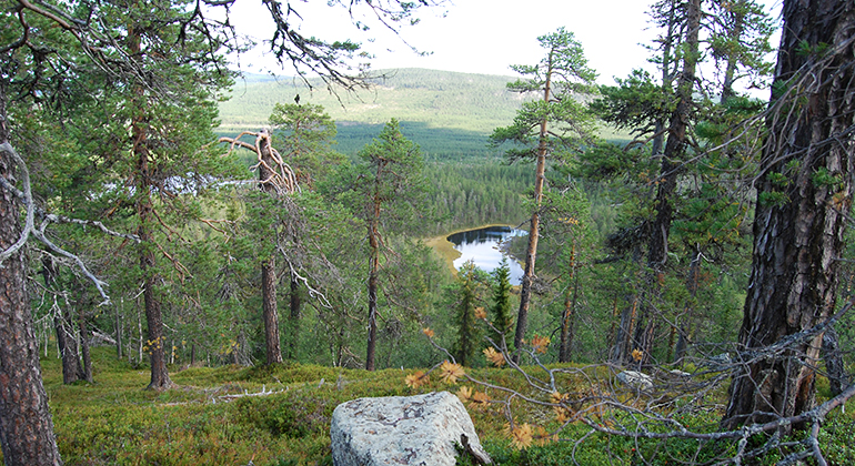 Utsikt över sjöar och skog