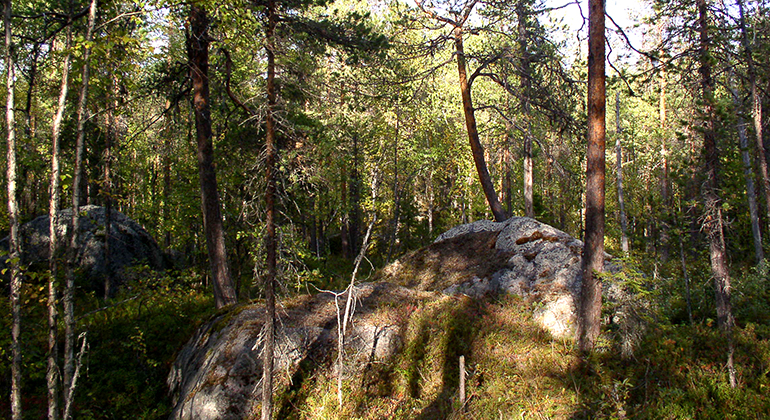 Mossiga stenar med barrskog