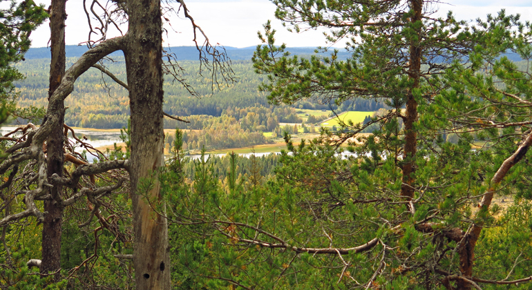 Utsikt västerut mot odlingsmarkerna i Mockträsk. 