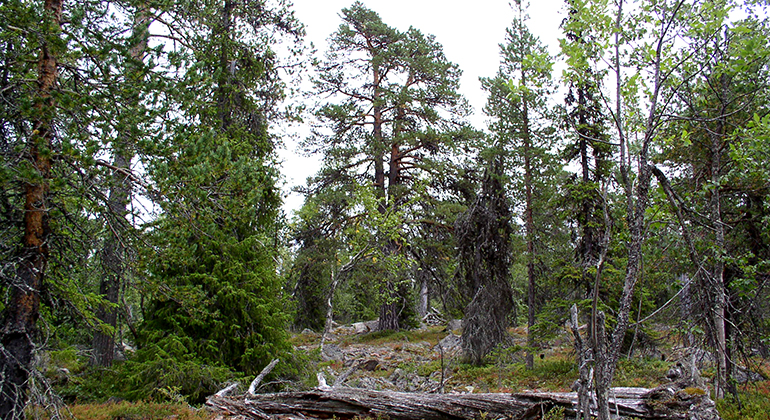 Gammal barrskog med liggande döda träd