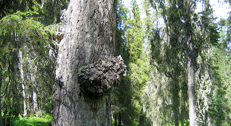 Stammen på ett grovt aspträd
