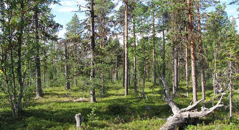 Gammal skog med död ved i sommargrönska