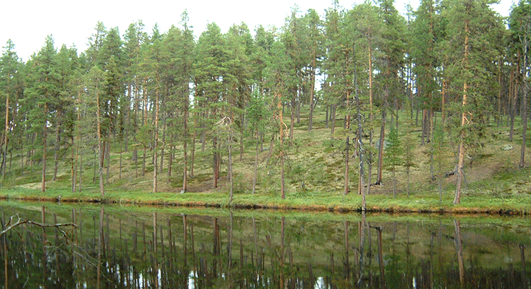 Barrskog som speglas i en sjö