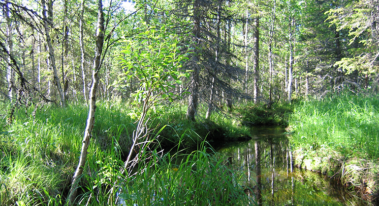 Vattendrag omgivet av skog och grönska