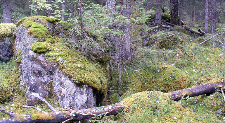 Mossklädda stockar och stenar i gammelskog