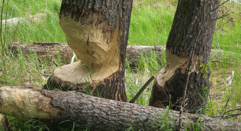 Gnag efter bäver på en tjock trädstam som nästan är helt avgnagd av bäverns kraftiga tänder.