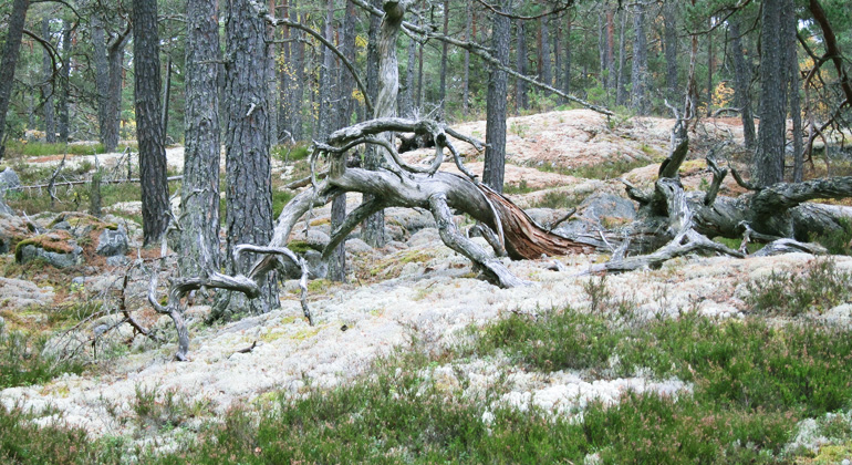 En silvrig trädstam på marken, vita lavar på hällarna i Gammalbybergs naturreservat. Foto: Länsstyrelsen