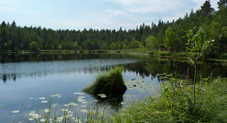 Stilla vatten med näckrosor. Tjärnen Fågelsjön i naturreservatet Hummelberget är omgiven av skog. Foto: Länsstyrelsen