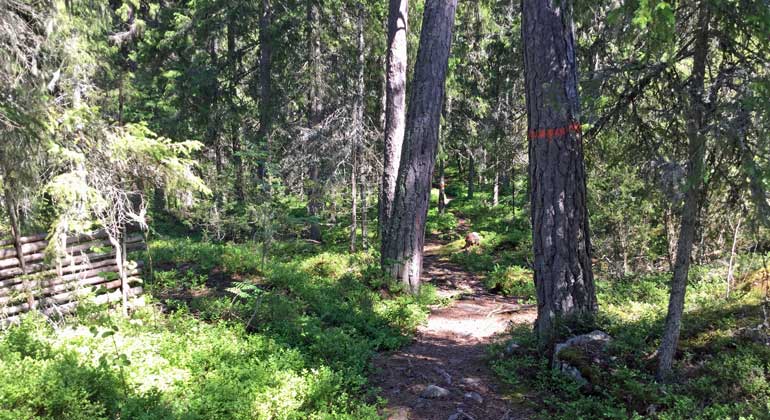 Vandringsleden Roslagsledens etapp 6 slingrar genom naturreservatet Grevinnans rå. Foto: Länsstyrelsen