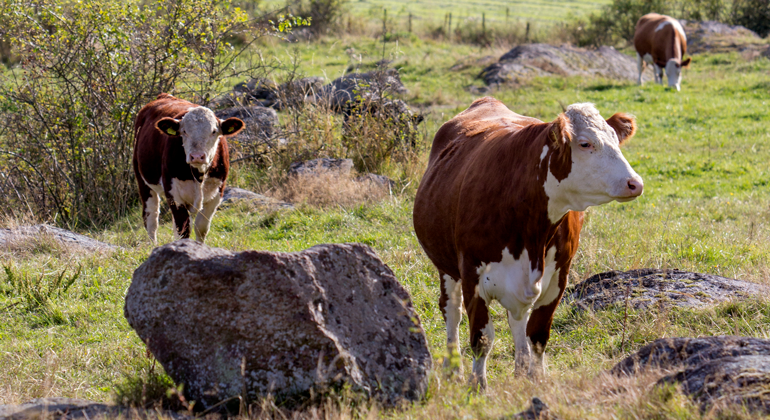 Kor på grönbete i en stenigt landskap.