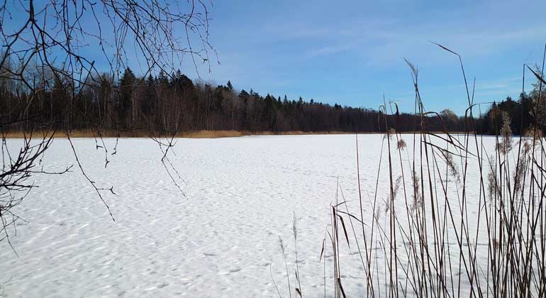 Djurspår i snö på isen i Björinge naturreservat. Foto: Naturföretaget