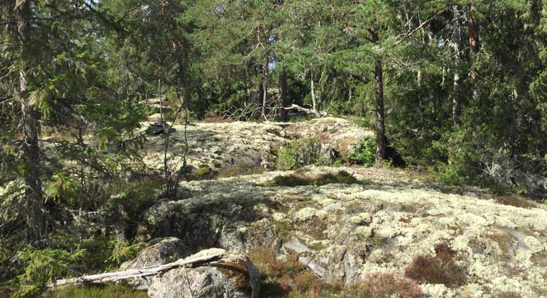 Lavklädda stenhällar omges av barrskog i Borgskogens naturreservat. Foto Länsstyrelsen