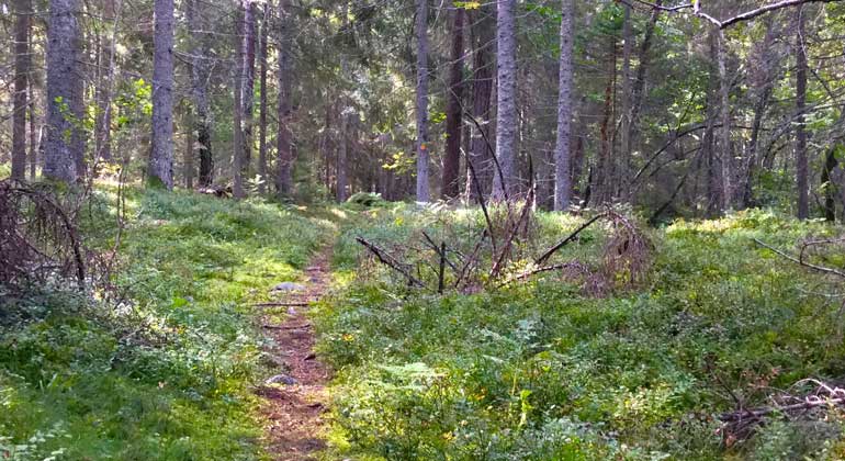 En smal stig med orange ledmarkering leder genom en luftig grön skog i naturreservatet Brännström. Foto: Länsstyrelsen