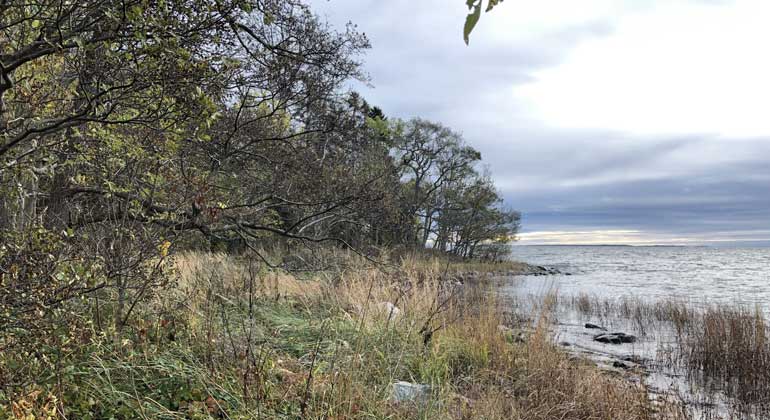 Höstlikt med grå moln och gulnande träd, vass längs strandlinjen i Bullerskärs naturreservat. Foto: Naturföretaget