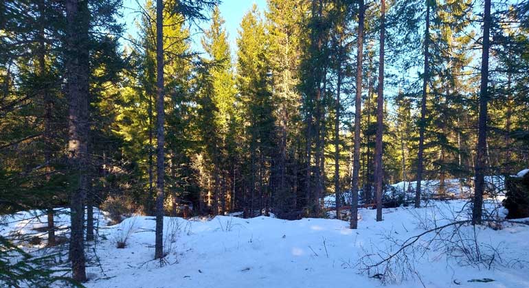 Stark sol på grantopparna och snö på marken. En skogsväg leder in till Edebo-Sättra utskogs naturreservat. Foto: Länsstyrelsen