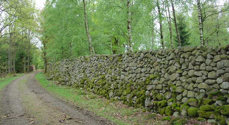 Den gamla stenmuren. Foto: Mona Persson