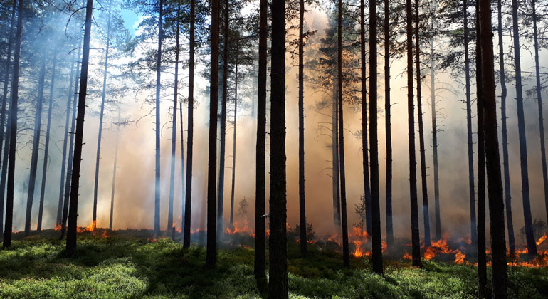 Skog som brinner under en naturvårdsbränning