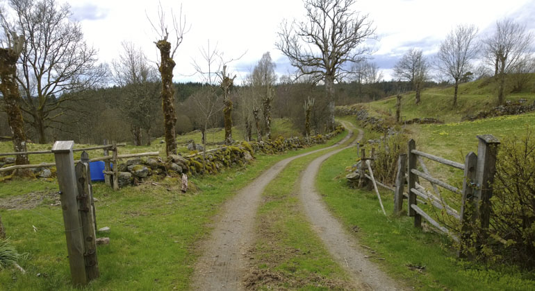 Grusväg leder ner mellan stenmurar och höga gamla träd i Yttra Berg.