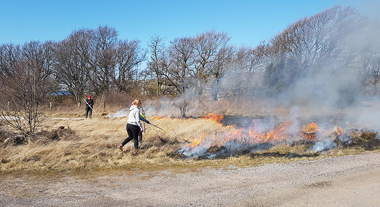 Bränning i Steninge naturreservat