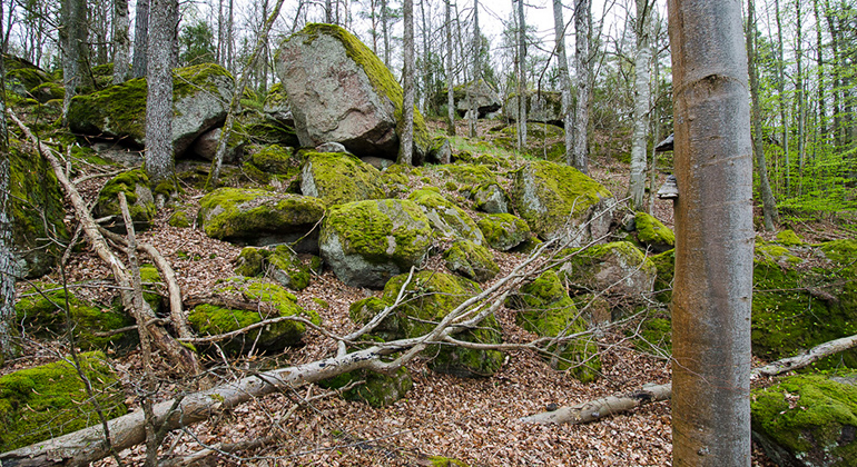 Naturskog i brant blockrik sluttning. Foto: Robert Ekholm/Länsstyrelsen