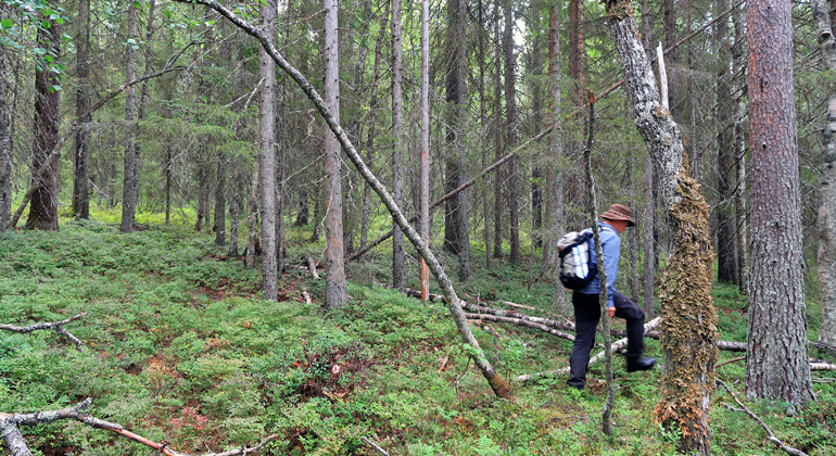 Bilden visar en person som vandrar genom en skog med både lövträd och barrträd.
