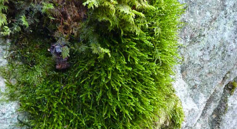 Starkt grön fällmossa på en sten i naturreservatet Norrhenninge. Foto: Länsstyrelsen