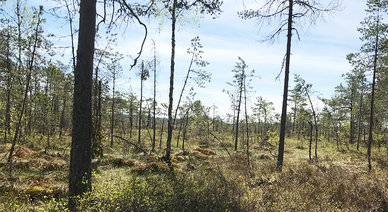 Bild från det nya naturreservatet Stormossen Finndalen i Filipstads kommun.