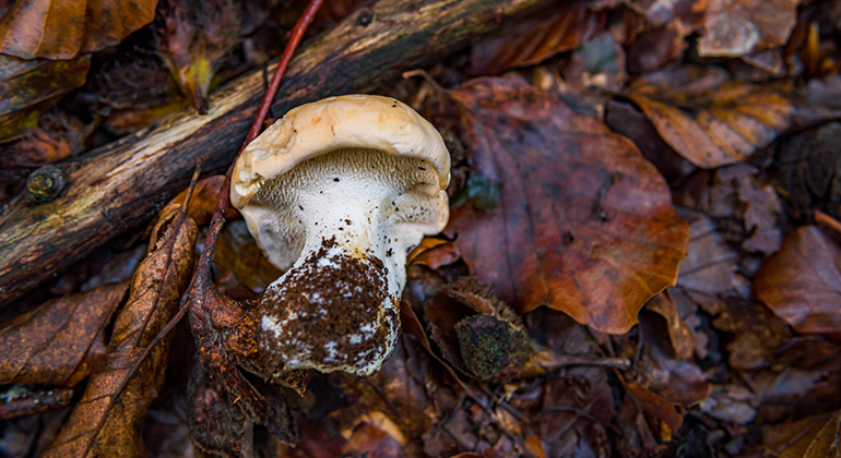 En upplockad svamp ligger på den lövtäckta marken.