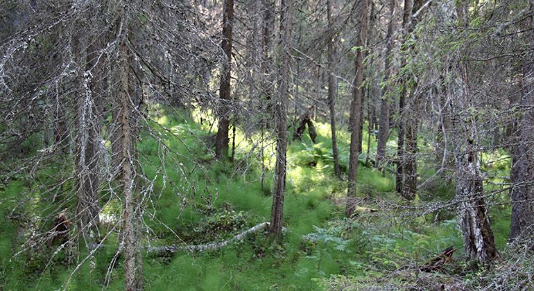 Gammal barrskog med gott om döda träd och gröna ormbunkar på marken.