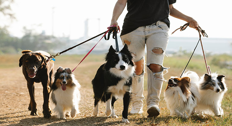 En person går med flera hundar i koppel.