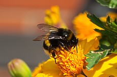Vild pollinatör