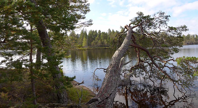 Flera sjöar finns i Brevens tallskogar. Foto: Lars-Ove Wikars