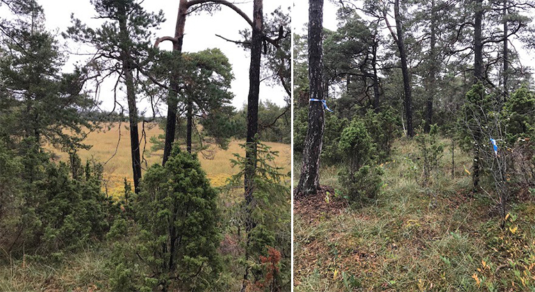 Montage av två bilder. Båda bilderna är på skogsmark i Smaulmyrar naturreservat. Ena bilden visar även två blåvita snitslar hängandes i träden. 