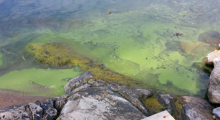 Vatten som visar grönaktig algblomning.