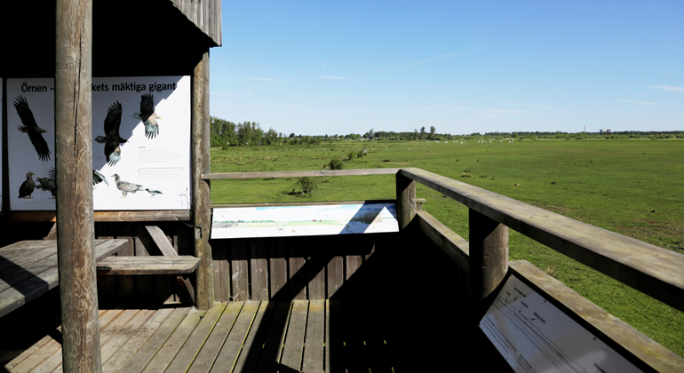 Fågeltorn och utemuseum på Åsums ängar. Foto: Alex Regnér