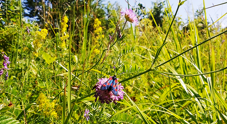 Ängslandskap med en blå fjäril med röda prickar som sitter på en lila blomma.