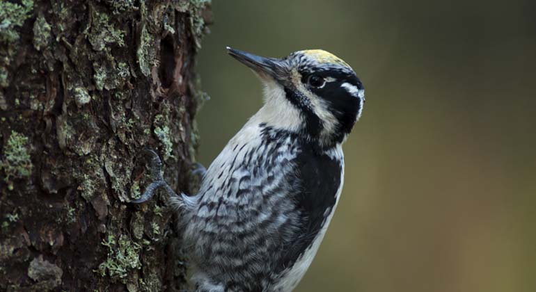 Närbild på fågel som sitter på trädstam