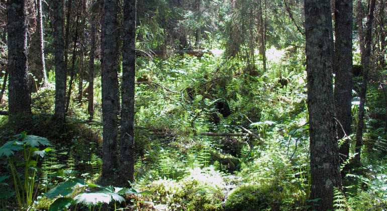 Skogsbild från reservatet.