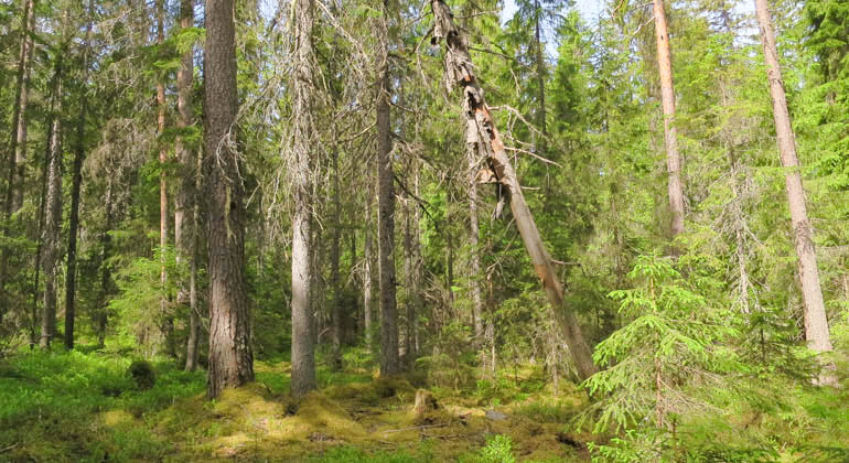 Bild på barrskog i reservatet.