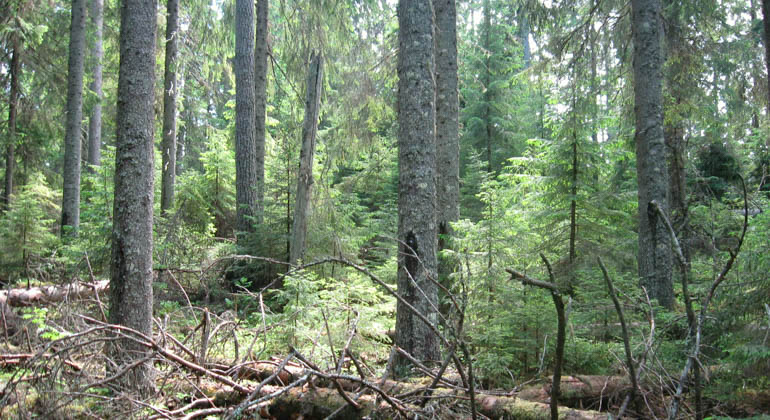 Granskog inom reservatet.