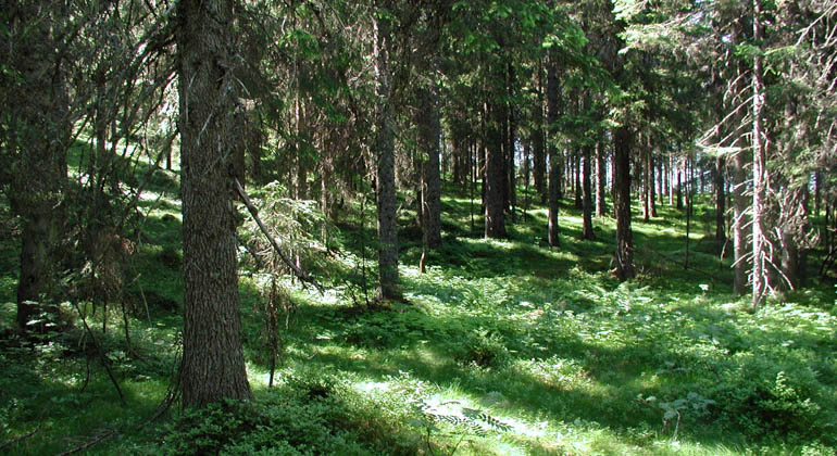 Granskog inom reservatet.