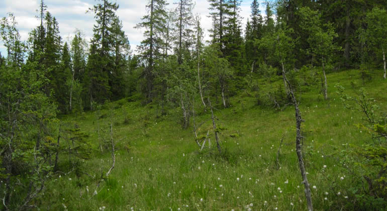 Bild på liten sluttande myr, omgiven av skog.