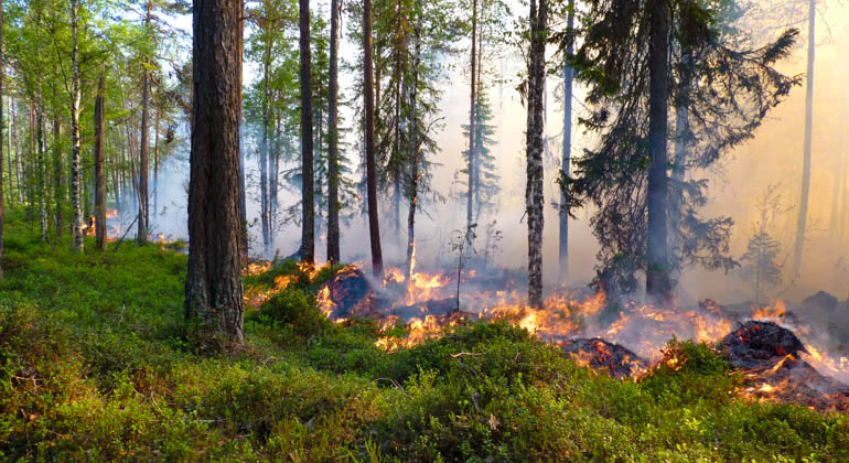 Bild från brinnande skogsmark.