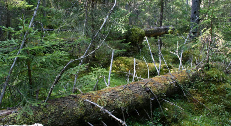 Mossiga nerfallna trädstammar i naturskogen.