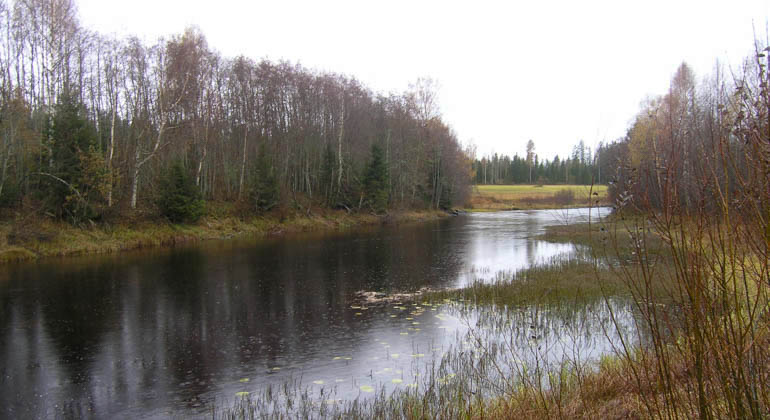 Bild från Husån med omgivande lövskog.
